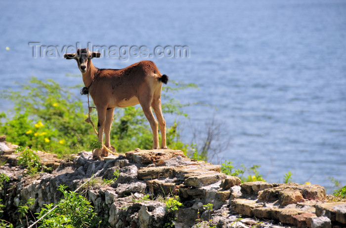 haiti86: Fort-Liberté, Nord-Est Department, Haiti: Fort Dauphin - goat on the sea wall - photo by M.Torres - (c) Travel-Images.com - Stock Photography agency - Image Bank