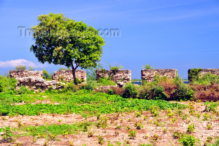 haiti88: Fort-Liberté, Nord-Est Department, Haiti: Fort Dauphin - tree and crenellation on the western wall - photo by M.Torres - (c) Travel-Images.com - Stock Photography agency - Image Bank