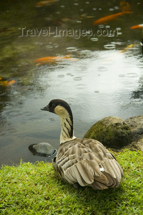 hawaii13: Hawaii - Kauai Island: Nene bird looking at Poyfish in idylic pond with rain drops - Hawaiian Islands - photo by D.Smith - (c) Travel-Images.com - Stock Photography agency - Image Bank