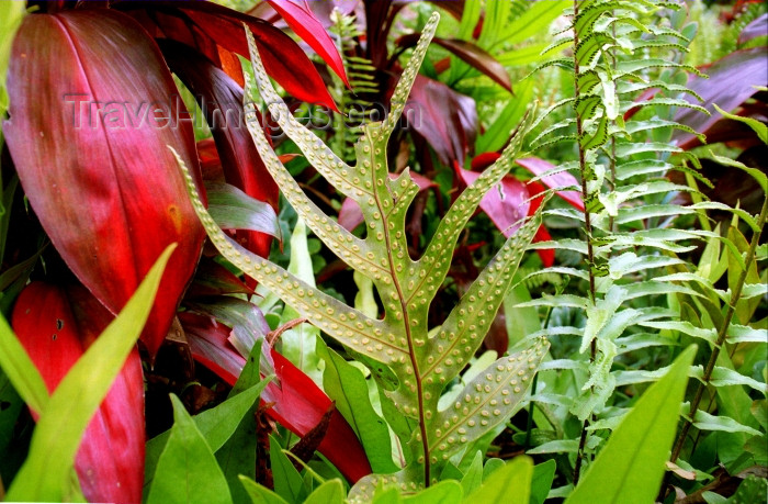 hawaii21: Hawaii - Maui island: leaves - Photo by G.Friedman - (c) Travel-Images.com - Stock Photography agency - Image Bank