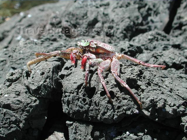 hawaii25: Oahu island - Moakalua: crab on the lava - photo by P.Soter - (c) Travel-Images.com - Stock Photography agency - Image Bank