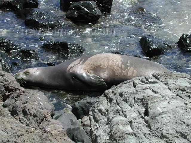 hawaii26: Oahu island - Moakalua: Monk seal - photo by P.Soter - (c) Travel-Images.com - Stock Photography agency - Image Bank