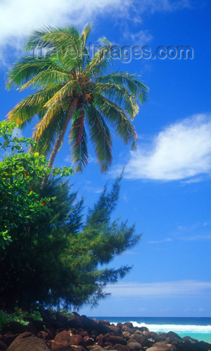 hawaii3: Hawaii - Kauai Island: Hanalei: palm tree and beach - Hawaiian Islands - photo by D.Smith - (c) Travel-Images.com - Stock Photography agency - Image Bank