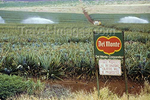 hawaii39: Hawaii - Molokai'i: producing pineapples for Del Monte fruit company Lana'i island: the beach - photo by G.Frysinger - (c) Travel-Images.com - Stock Photography agency - Image Bank