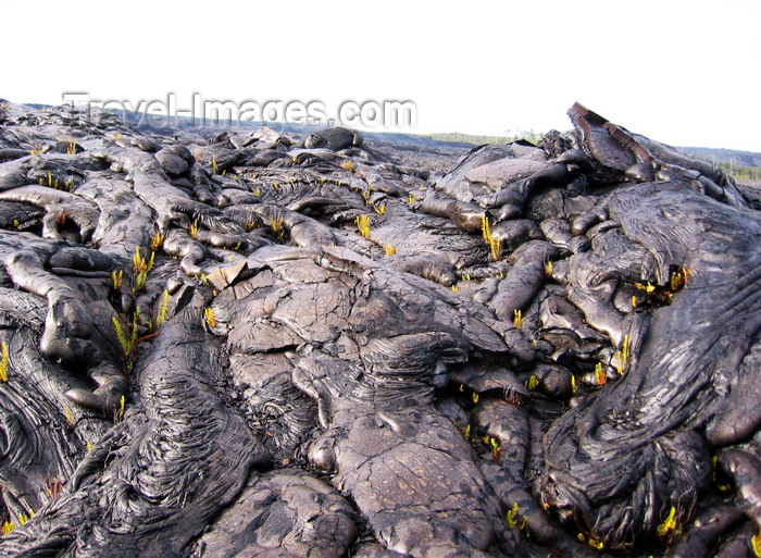 hawaii47: Hawaii island, Kilauea volcano: sprigs of fern begin to appear in the cracks of newly formed lava - frozen lava flow - photo by R.Eime - (c) Travel-Images.com - Stock Photography agency - Image Bank