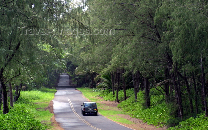 hawaii48: Hawaii Island - Puna District.: road and forest - the SE corner of the Big Island contains remnants of a lush tropical rainforest, though much has been destroyed by volcanic activity and agriculture - photo by R.Eime - (c) Travel-Images.com - Stock Photography agency - Image Bank