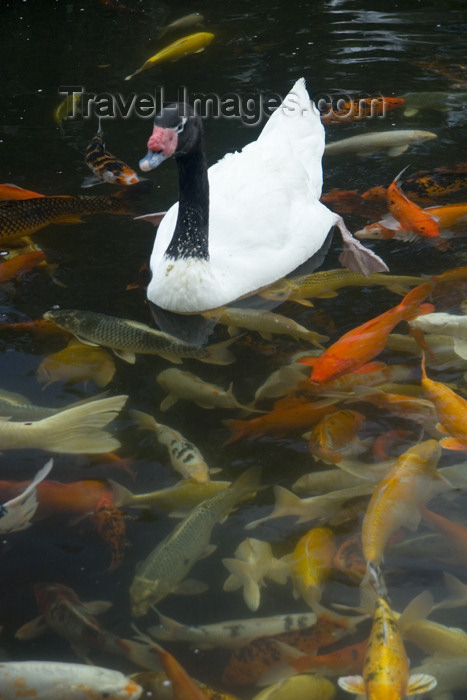 hawaii5: 5 Hawaii - Kauai Island: Goose and Poy fish in idylicponds - Hawaiian Islands - photo by D.Smith - (c) Travel-Images.com - Stock Photography agency - Image Bank