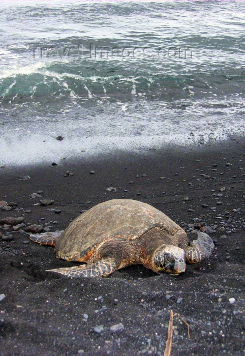 hawaii64: Hawaii island: Hawaiian Green Sea Turtle on the beach  - photo by R.Eime - (c) Travel-Images.com - Stock Photography agency - Image Bank