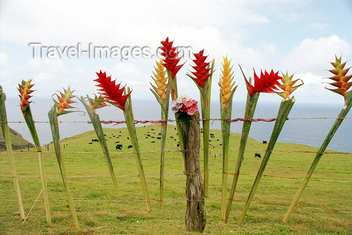 hawaii70: Hawaii - Maui island: flowers on a fence - Heliconias - Photo by G.Friedman - (c) Travel-Images.com - Stock Photography agency - Image Bank