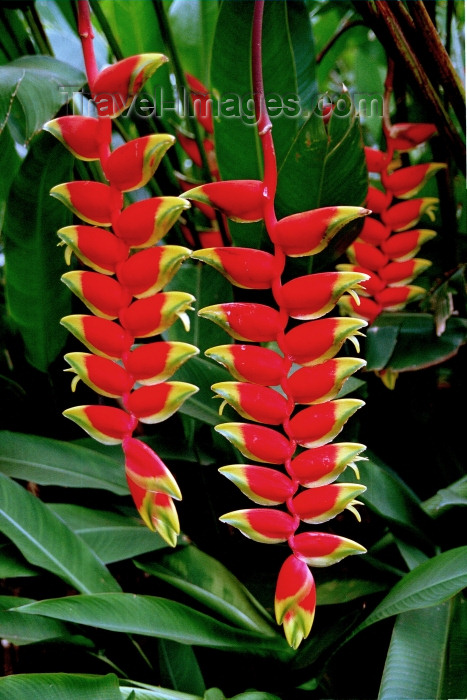 hawaii73: Maui island: Hanging Heliconia / Lobster Claw / parrot's beak flower Heliconia rostrata - Bihai rostrata, Heliconia poeppigiana - Photo by G.Friedman - (c) Travel-Images.com - Stock Photography agency - Image Bank