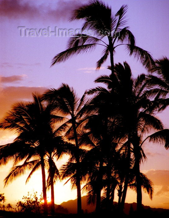 hawaii78: Hawaii - Maui island: palms at sunset - Photo by G.Friedman - (c) Travel-Images.com - Stock Photography agency - Image Bank