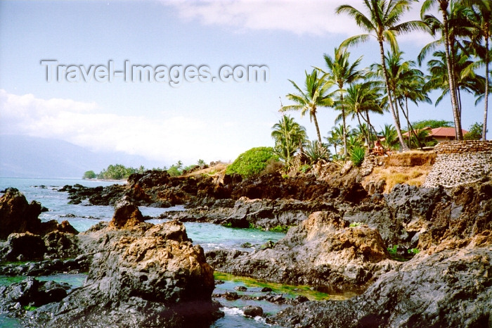 hawaii80: Hawaii - Maui island: leaves - Photo by G.Friedman - (c) Travel-Images.com - Stock Photography agency - Image Bank