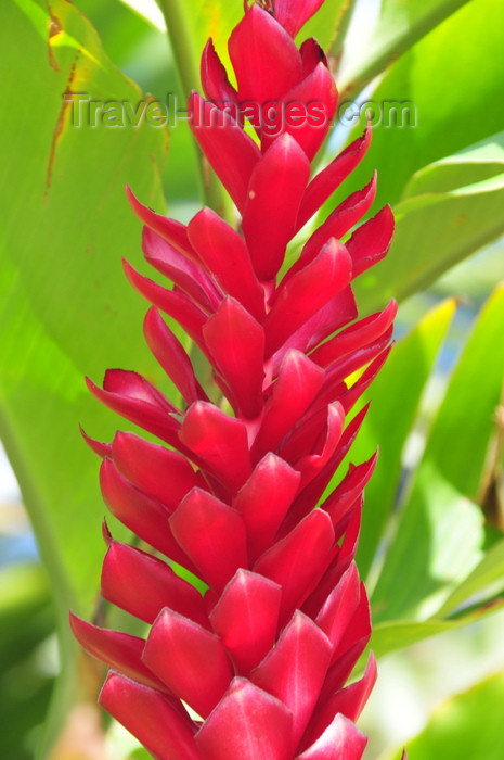 honduras1: Tegucigalpa, Honduras: flower at Plaza San Martin - Colonia Palmira - photo by M.Torres - (c) Travel-Images.com - Stock Photography agency - Image Bank