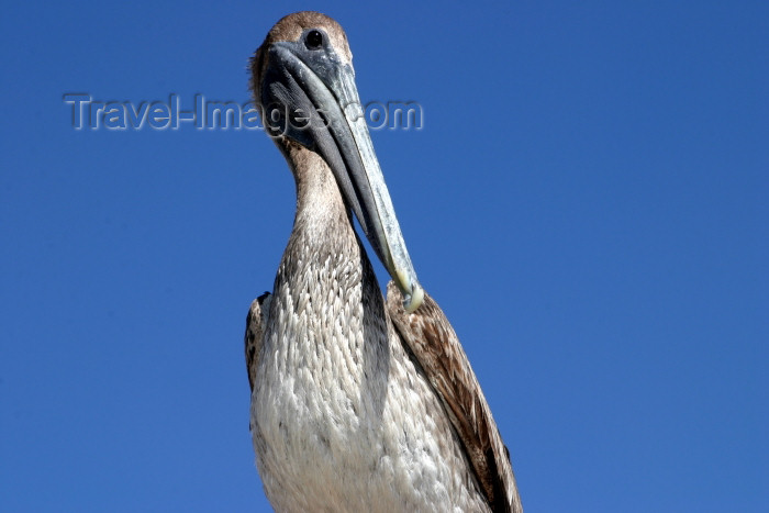 honduras12: Honduras - Puerto Cortés - Cortés department: pelican against a blue sky - photo by C.Palacio - (c) Travel-Images.com - Stock Photography agency - Image Bank