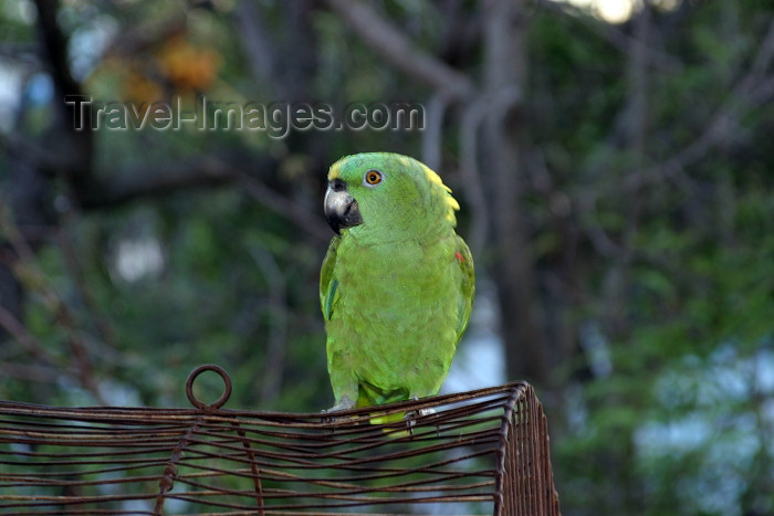 honduras13: Honduras - Roatán island: green parrot - photo by C.Palacio - (c) Travel-Images.com - Stock Photography agency - Image Bank