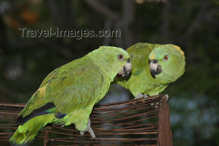 honduras14: Honduras - Roatan: green parrots head to head - photo by C.Palacio - (c) Travel-Images.com - Stock Photography agency - Image Bank