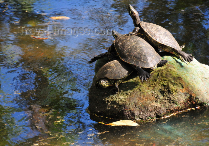 honduras65: Tegucigalpa, Honduras: pond in Concordia Park - three turtles bask on a rock - photo by M.Torres - (c) Travel-Images.com - Stock Photography agency - Image Bank