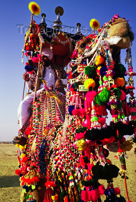 india110: India - Jaisalmer, Rajasthan: decoration on a camel for the camel festival - photo by E.Petitalot - (c) Travel-Images.com - Stock Photography agency - Image Bank