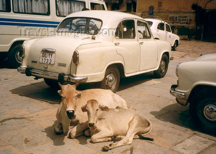 india172: India - Rajasthan: cows and Hindustani motors at rest - photo by M.Torres - (c) Travel-Images.com - Stock Photography agency - Image Bank