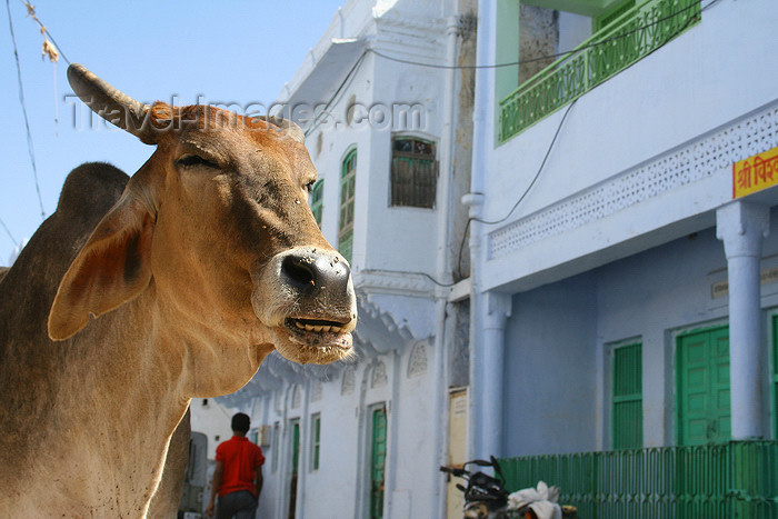 india213: Pushkar, Rajasthan, India: cow and façades - photo by M.Wright - (c) Travel-Images.com - Stock Photography agency - Image Bank