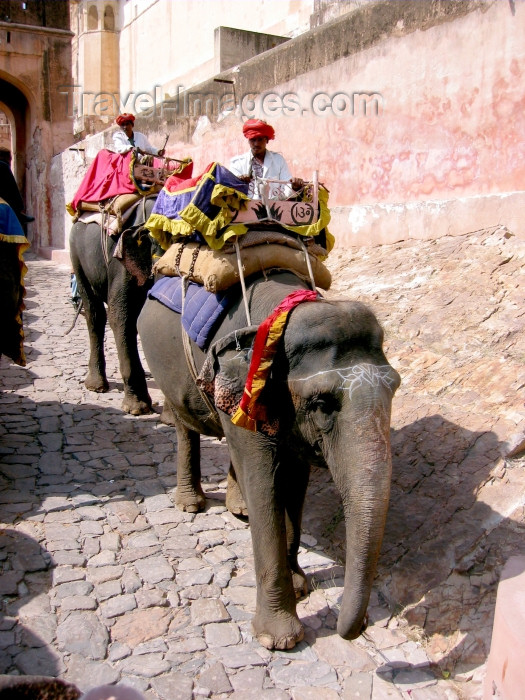 india231: India - Jaipur: elephants used to ferry tourists up the steep slope to the Amber Fort - photo by R.Eime - (c) Travel-Images.com - Stock Photography agency - Image Bank