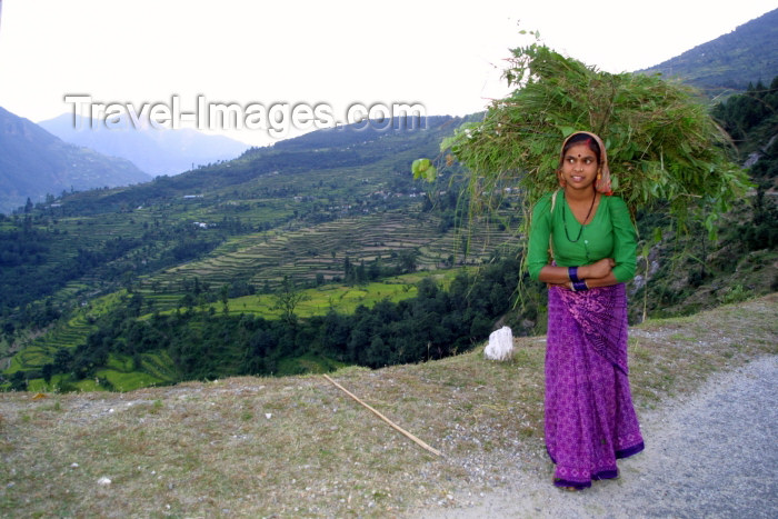 india236: India - Gupt Kashi village (Uttaranchal): young woman gathers grass for stock feed (photo by Rod Eime) - (c) Travel-Images.com - Stock Photography agency - Image Bank