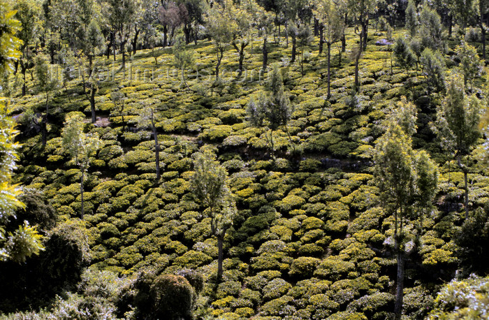 india26: India - Sooty Ooty / Ootacamund /  Udagamandalam (TN): tea plantations - Nilgiri Hills - photo by W.Allgöwer - (c) Travel-Images.com - Stock Photography agency - Image Bank