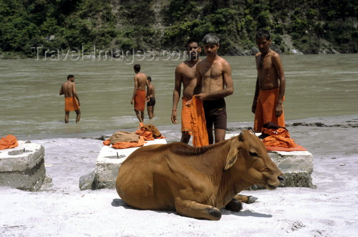 india277: India - Uttaranchal - Rishikesh: Hindu pilgrims and sacred cow by the Ganges river - flowers, sugar and incense sticks that will be placed on the Ganges like a miniature boat - photo by W.Allgöwer - (c) Travel-Images.com - Stock Photography agency - Image Bank