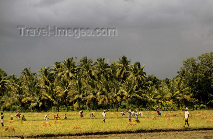 india306: South India: rice cultivation - Asian agriculture - photo by W.Allgöwer - (c) Travel-Images.com - Stock Photography agency - Image Bank