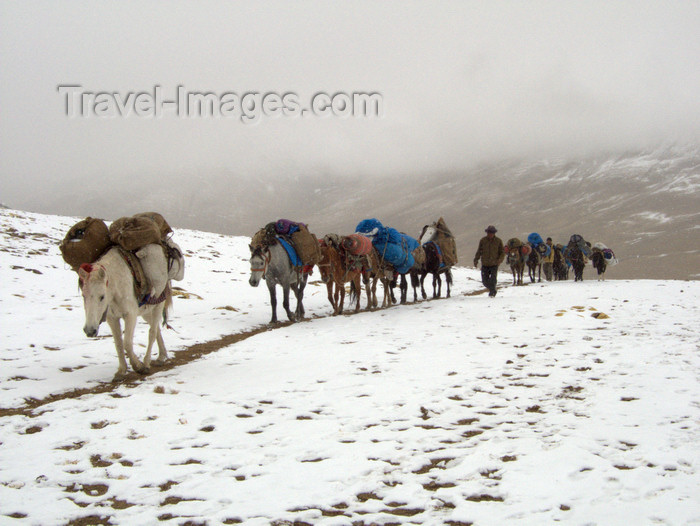 india343: India - Ladakh - Jammu and Kashmir: caravan in the snow - photos of Asia by Ade Summers - (c) Travel-Images.com - Stock Photography agency - Image Bank