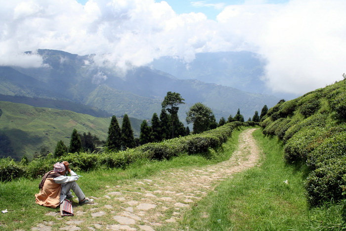 india397: India - West Bengal - Darjeeling: dirt road - photo by M.Wright - (c) Travel-Images.com - Stock Photography agency - Image Bank