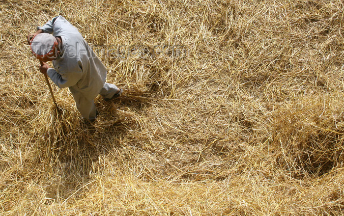 india401: India - Manali (Himachal Pradesh, Himalayas): after the harvest - photo by M.Wright - (c) Travel-Images.com - Stock Photography agency - Image Bank