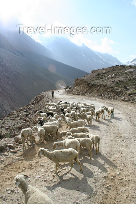 india405: India - Manali to Leh highway: sheep - photo by M.Wright - (c) Travel-Images.com - Stock Photography agency - Image Bank