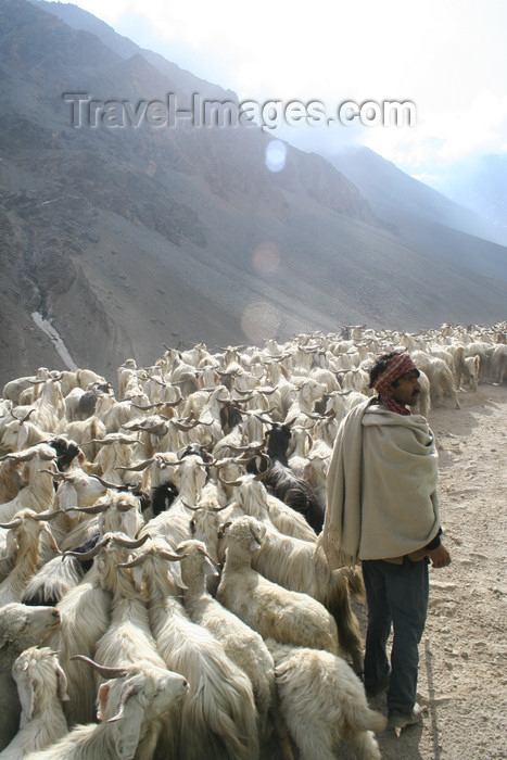 india412: India - Manali to Leh highway: shepherd and his goats - photo by M.Wright - (c) Travel-Images.com - Stock Photography agency - Image Bank