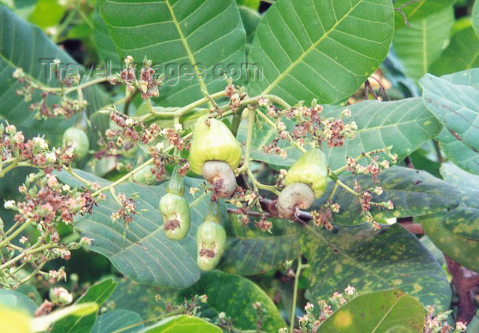 india42: India - Auroville: cashew nuts on the tree (photo by Miguel Torres) - (c) Travel-Images.com - Stock Photography agency - Image Bank