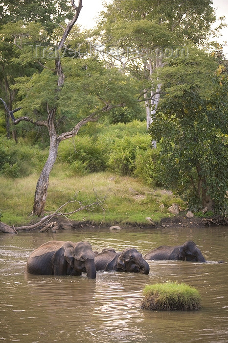 india428: Bandipur National Park, TN, India: Indian elephants bathing - Elephas maximus indicus - photo by J.Cave - (c) Travel-Images.com - Stock Photography agency - Image Bank