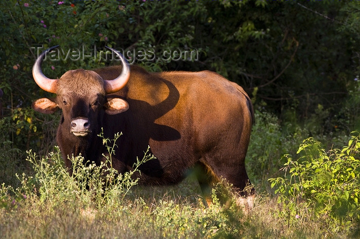 Bull India