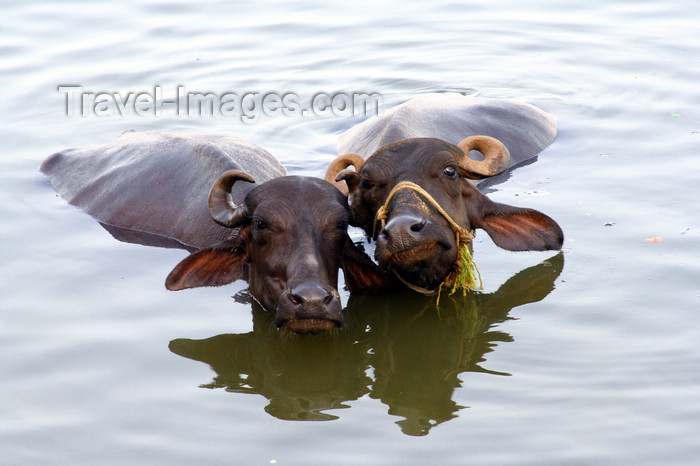 india433: Varanasi / Benares, UP, India: water buffaloes in the Ganga river - photo by M.Wright - (c) Travel-Images.com - Stock Photography agency - Image Bank