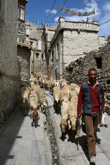 india440: Leh, Ladakh, Jammu and Kashmir, India: a shepherd and his flock - photo by M.Wright - (c) Travel-Images.com - Stock Photography agency - Image Bank