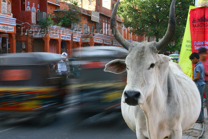 india444: Jaipur, Rajasthan, India: cow and traffic - photo by M.Wright - (c) Travel-Images.com - Stock Photography agency - Image Bank