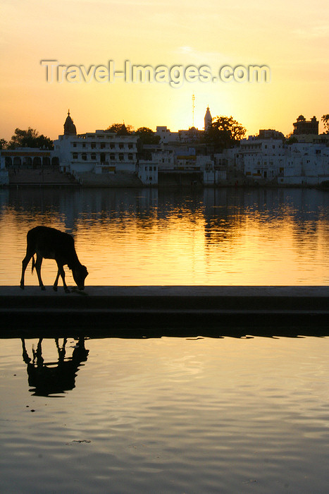 india451: Pushkar, Rajasthan, India: cow at sunset - skyline - photo by M.Wright - (c) Travel-Images.com - Stock Photography agency - Image Bank