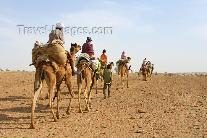 india461: Jaisalmer, Rajasthan, India: camel caravan in the deset - photo by M.Wright - (c) Travel-Images.com - Stock Photography agency - Image Bank