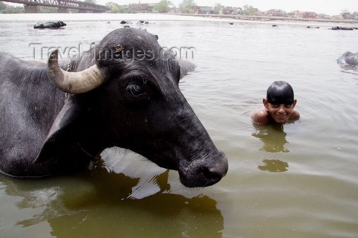 india487: Agra, Uttar Pradesh, India: oxen close up - boys playing in the Yamuna river - photo by G.Koelman - (c) Travel-Images.com - Stock Photography agency - Image Bank