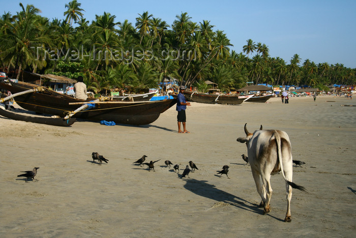 india67: India - Goa: fishing boats and cow - Palolem Beach - photo by M.Wright - (c) Travel-Images.com - Stock Photography agency - Image Bank