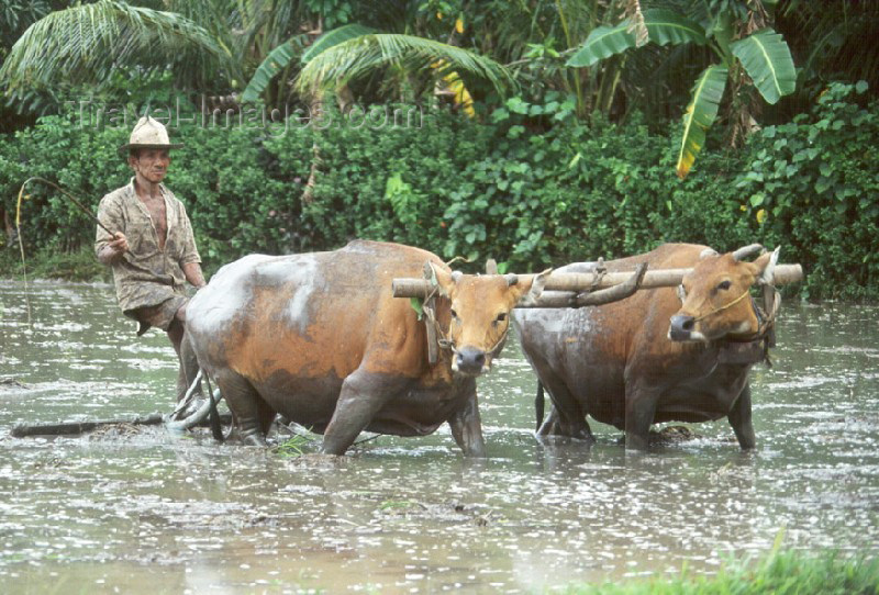 indonesia1: Indonesia - Bali: cattle plowing rice field - Water Buffaloes - Bubalus bubalis - photo by Mona Sturges - (c) Travel-Images.com - Stock Photography agency - Image Bank