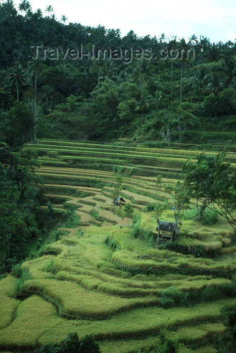 indonesia10: Indonesia - Bali: terraced rice fields (photo by Mona Sturges) - (c) Travel-Images.com - Stock Photography agency - Image Bank