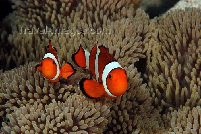 indonesia100: Wakatobi archipelago, Tukangbesi Islands, South East Sulawesi, Indonesia: pair of clownfish / anemonefish - 
Amphiprion ocellaris - Banda Sea - Wallacea - photo by D.Stephens - (c) Travel-Images.com - Stock Photography agency - Image Bank