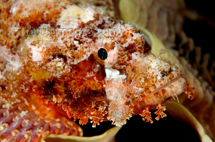 indonesia101: Wakatobi archipelago, Tukangbesi Islands, South East Sulawesi, Indonesia: scorpionfish  - Scorpaenopsis sp - Banda Sea - Wallacea - photo by D.Stephens - (c) Travel-Images.com - Stock Photography agency - Image Bank