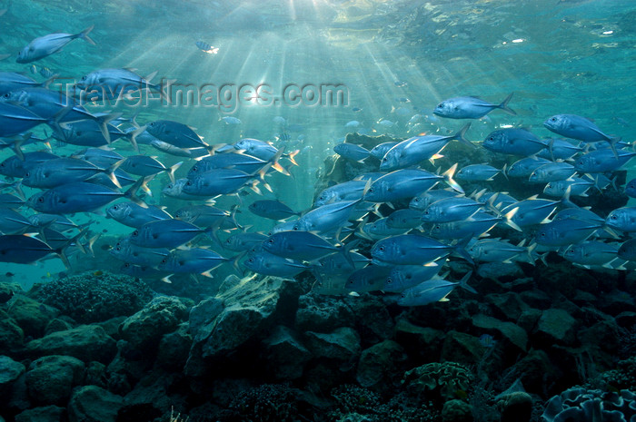 indonesia103: Wakatobi archipelago, Tukangbesi Islands, South East Sulawesi, Indonesia : shoal of jacks in sun's rays - Banda Sea - Wallacea - photo by D.Stephens - (c) Travel-Images.com - Stock Photography agency - Image Bank