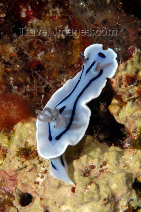 indonesia104: Wakatobi archipelago, Tukangbesi Islands, South East Sulawesi, Indonesia: dorid nudibranch - Chromodoris willani - family Chromodorididae - Banda Sea - Wallacea - photo by D.Stephens - (c) Travel-Images.com - Stock Photography agency - Image Bank